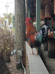 Rooster at lunch at 2 Friends