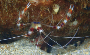 46 Banded coral shrimp