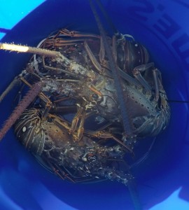 Lobsters-in-bucket-e1484185697334