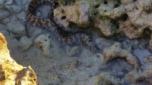 Moray-eel-in-the-tide-pool
